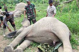 Gajah Ditemukan Mati di Taman Nasional Way Kambas