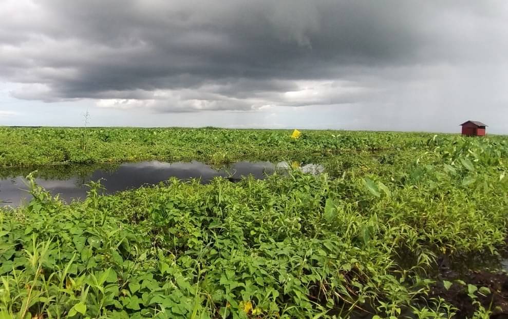Pembuatan kolam beje sebagai perangkap ikan alami di lahan gambut turut memberi tambahan pendapatan warga. 