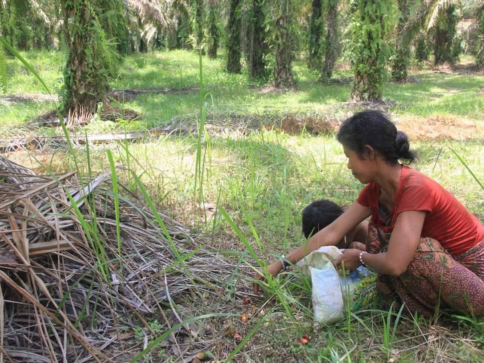 Seorang wanita Orang Rimba memunguti brondolan sawit (buah sawit yang jatuh).