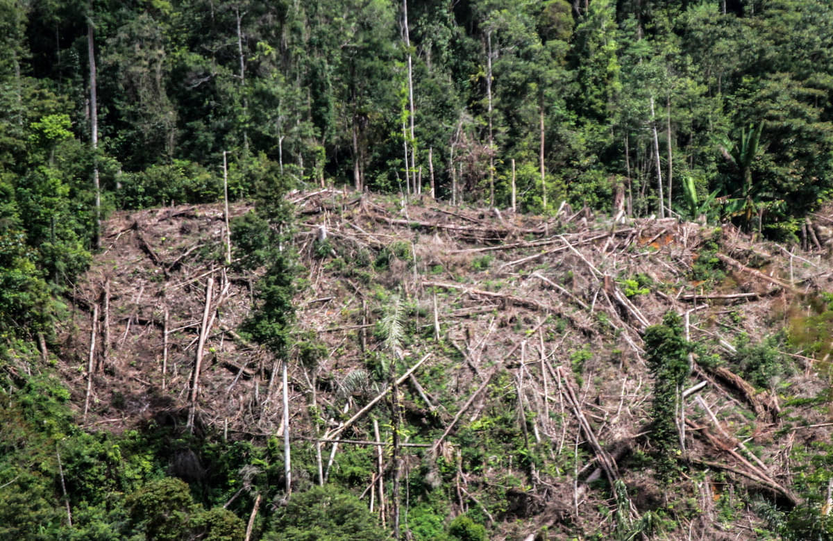 Ilustrasi penebangan hutan