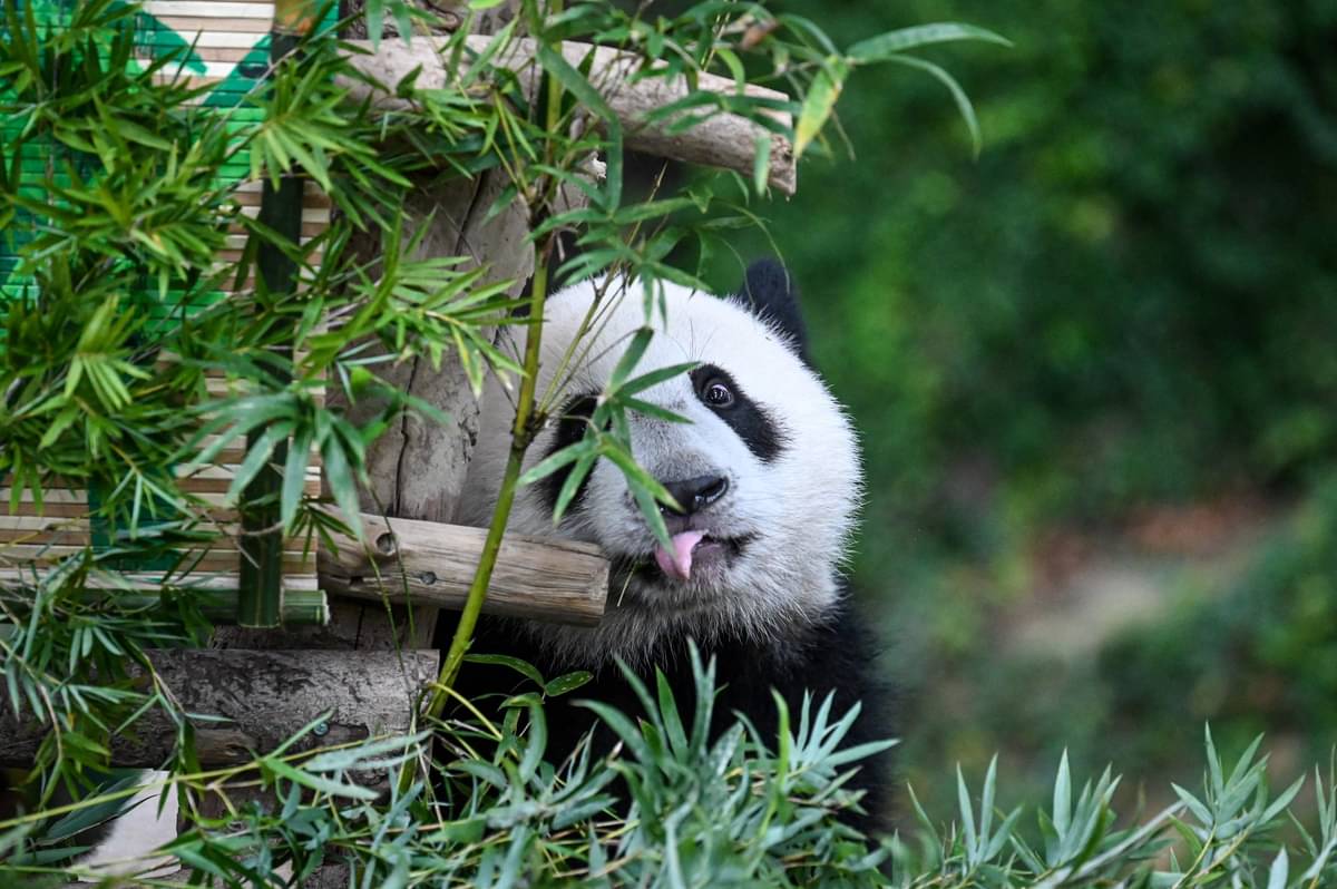 Ilustrasi Panda yang memiliki mata dengan lingkaran hitam.