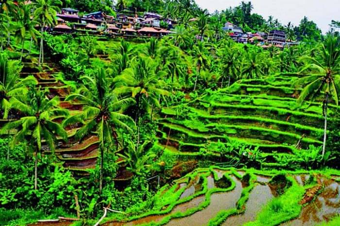 Ubud