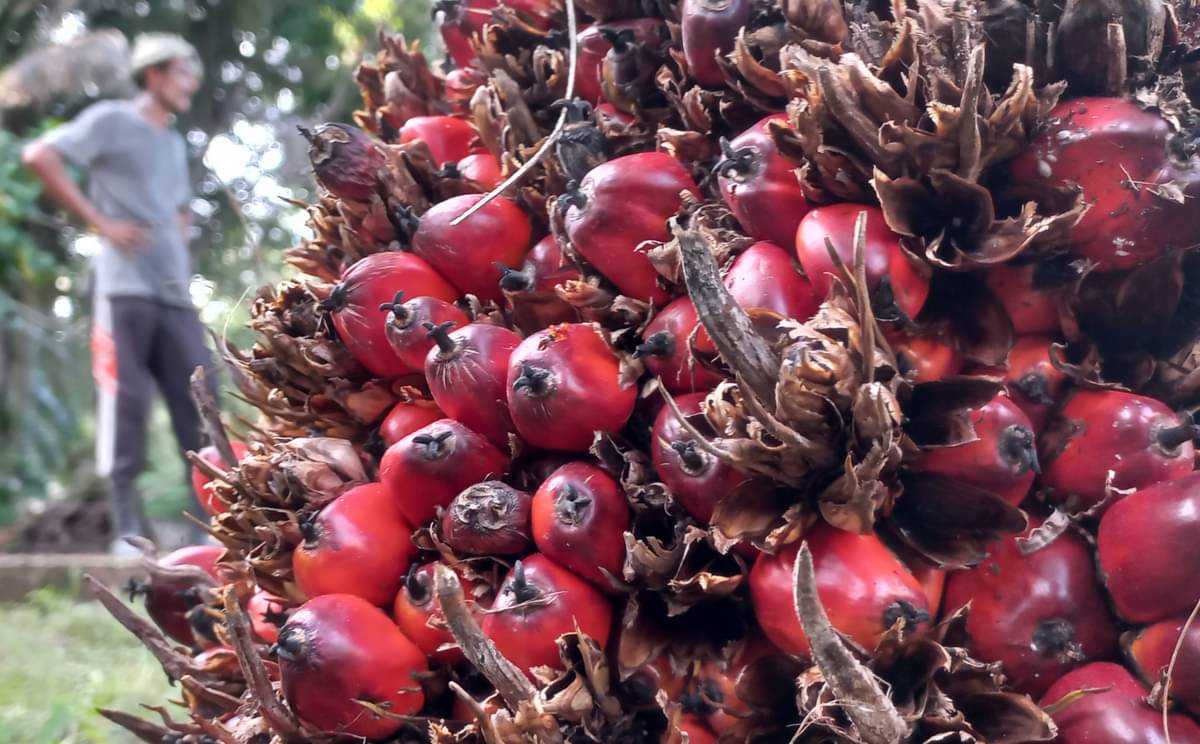Tandan buah segar (TBS) kelapa sawit