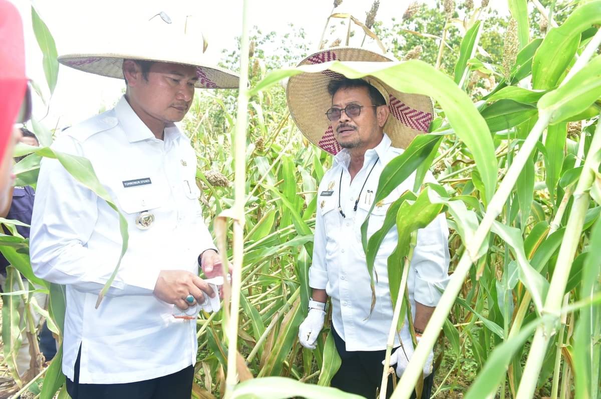 Mentan Syahrul yasin Limpo saat panen raya Sorgum di Lamongan, Jawa Timur
