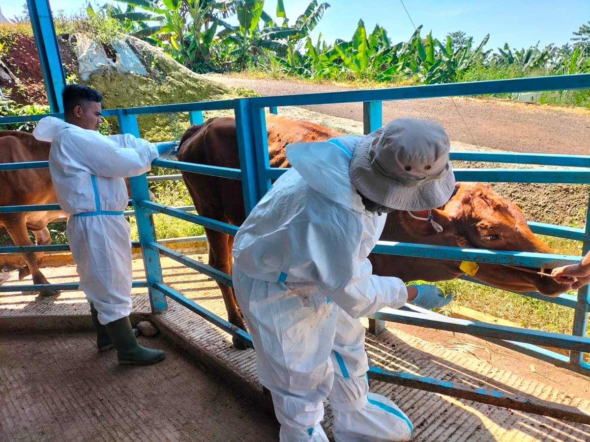 Petugas sedang menyuntikkan vaksin ke sapi untuk mencegah penyakit mulut dan kuku (PMK)