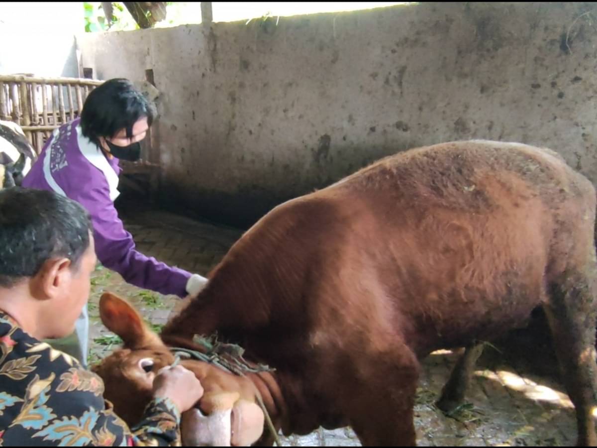 Vaksinasi PMK pada sapi peternak Sidoarjo.