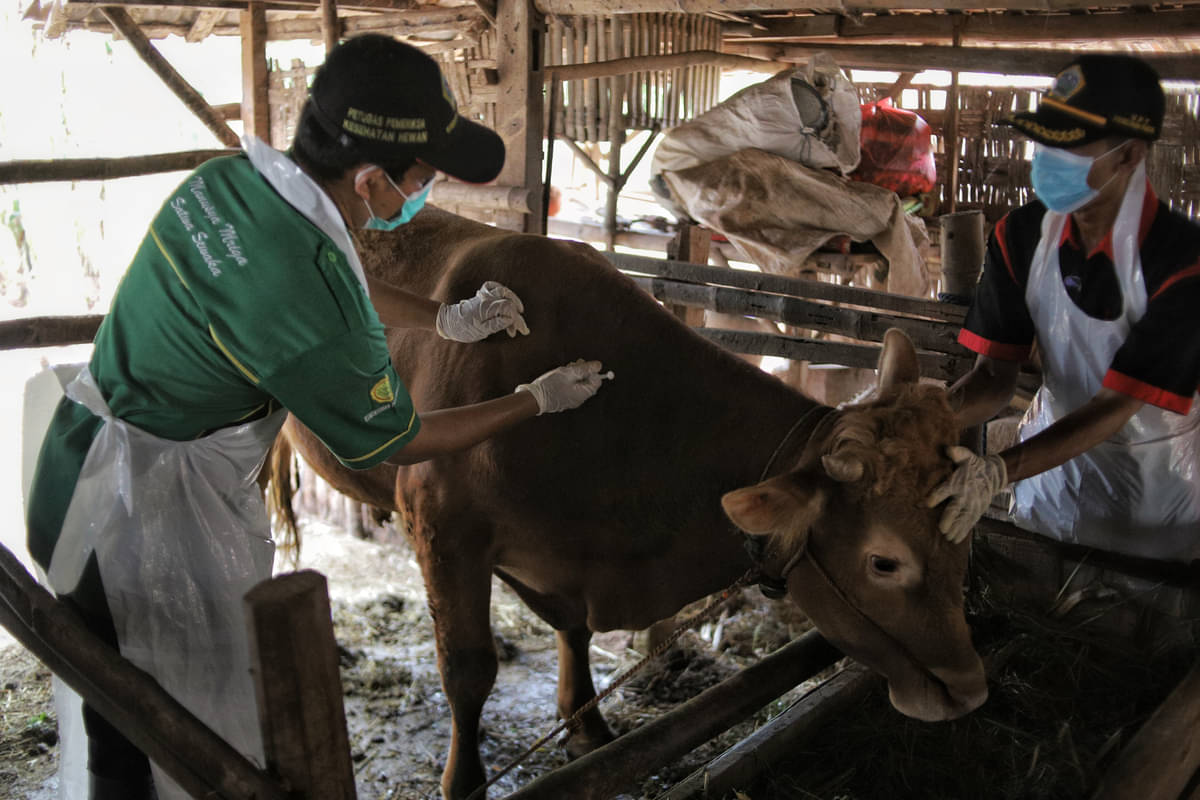 Pemkot Denpasar Terus Gencarkan Vaksinasi PMK Untuk Hewan Ternak