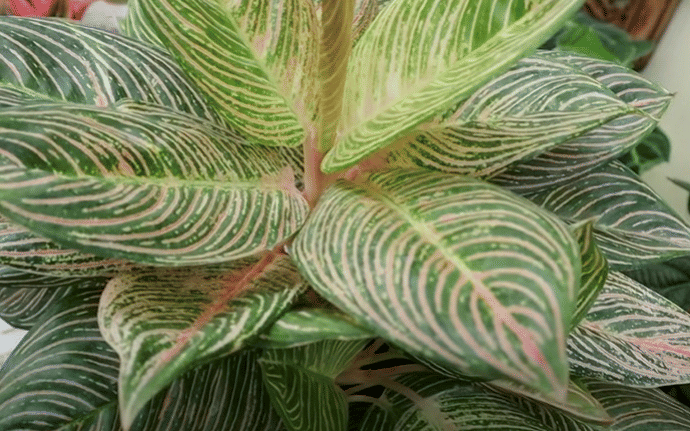 brazil philodendron for sale Philodendron Brasil  Variegated, Low-Light Trailing Houseplant 3" Pot / Nursery Pot