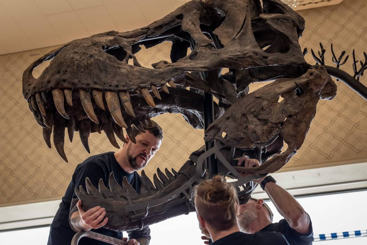 Tengkorak bagian kepala T-rex di sebuah museum di Zurich, Swiss