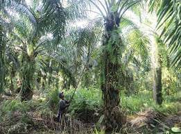 Ilustrasi kebun sawit