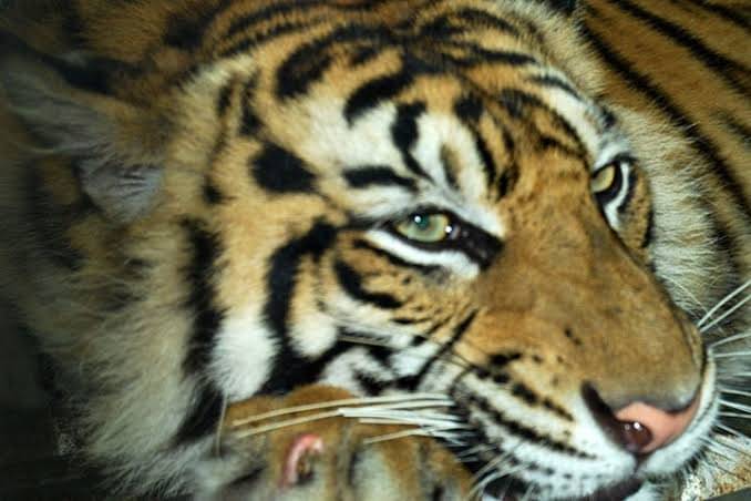 Harimau Sumatra.