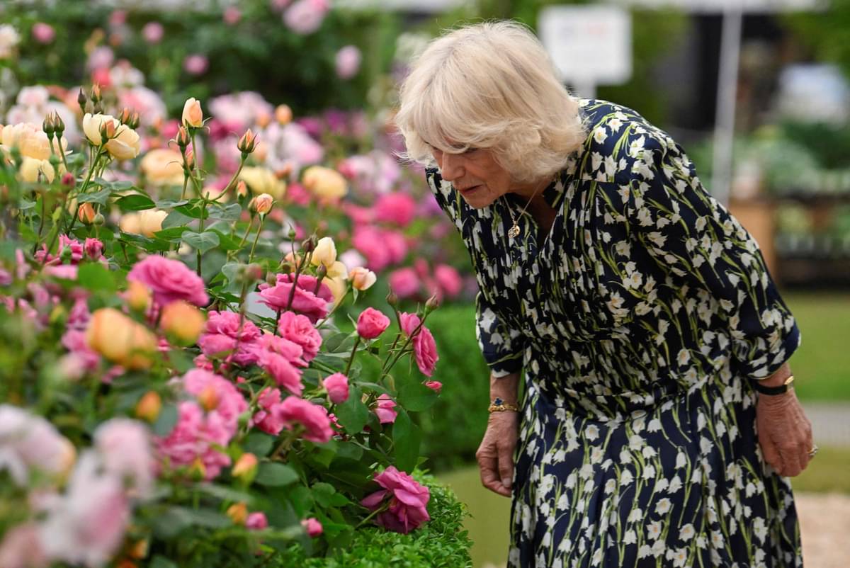 Ratu Camilla dari Ingggris melihat tanaman pada pameran tanaman di Royal Hospital Chelsea