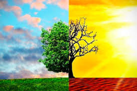 Ilustrasi hutan
