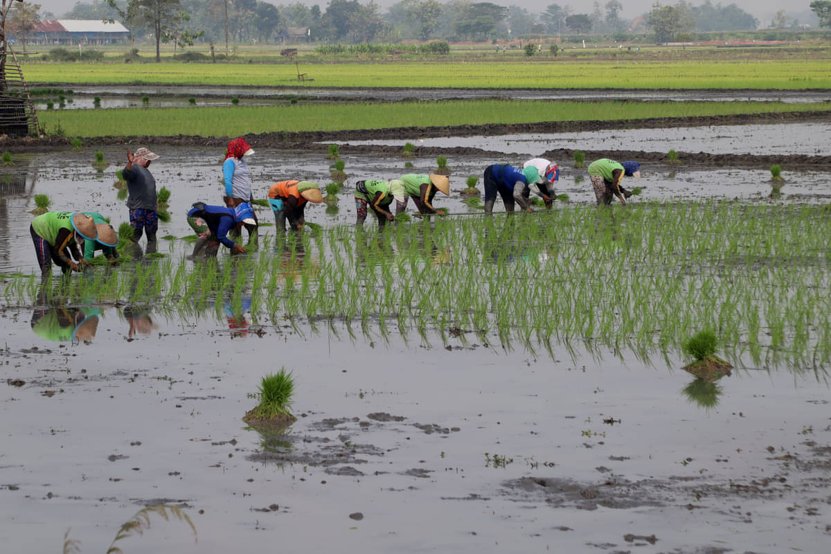  Buruh tani menanam padi usai panen di persawahan Kabupaten Jombang, Jawa Timur, belum lama ini. 