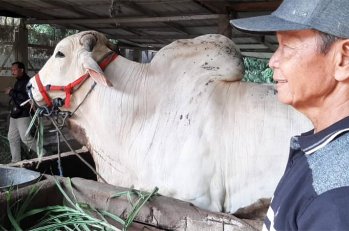 Sukasno bersama sapi peliharaannya yang sempat batal dibeli oleh Presiden Joko Widodo
