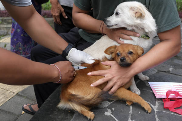 Dokter hewan menyuntikkan vaksin anti rabies pada seekor anjing saat pelayanan vaksinasi rabies di Denpasar, Bali.