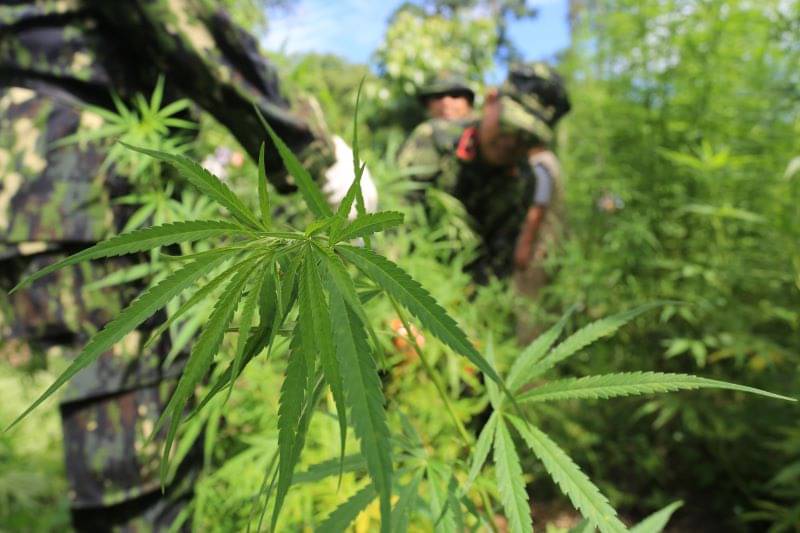 Ilustrasi pohon ganja
