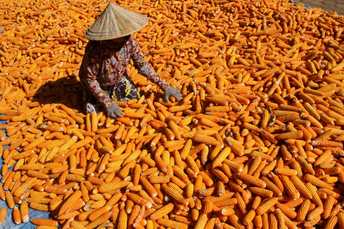 Petani menjemur jagung di Pattallassang, Kabupaten Gowa, Sulawesi Selatan.