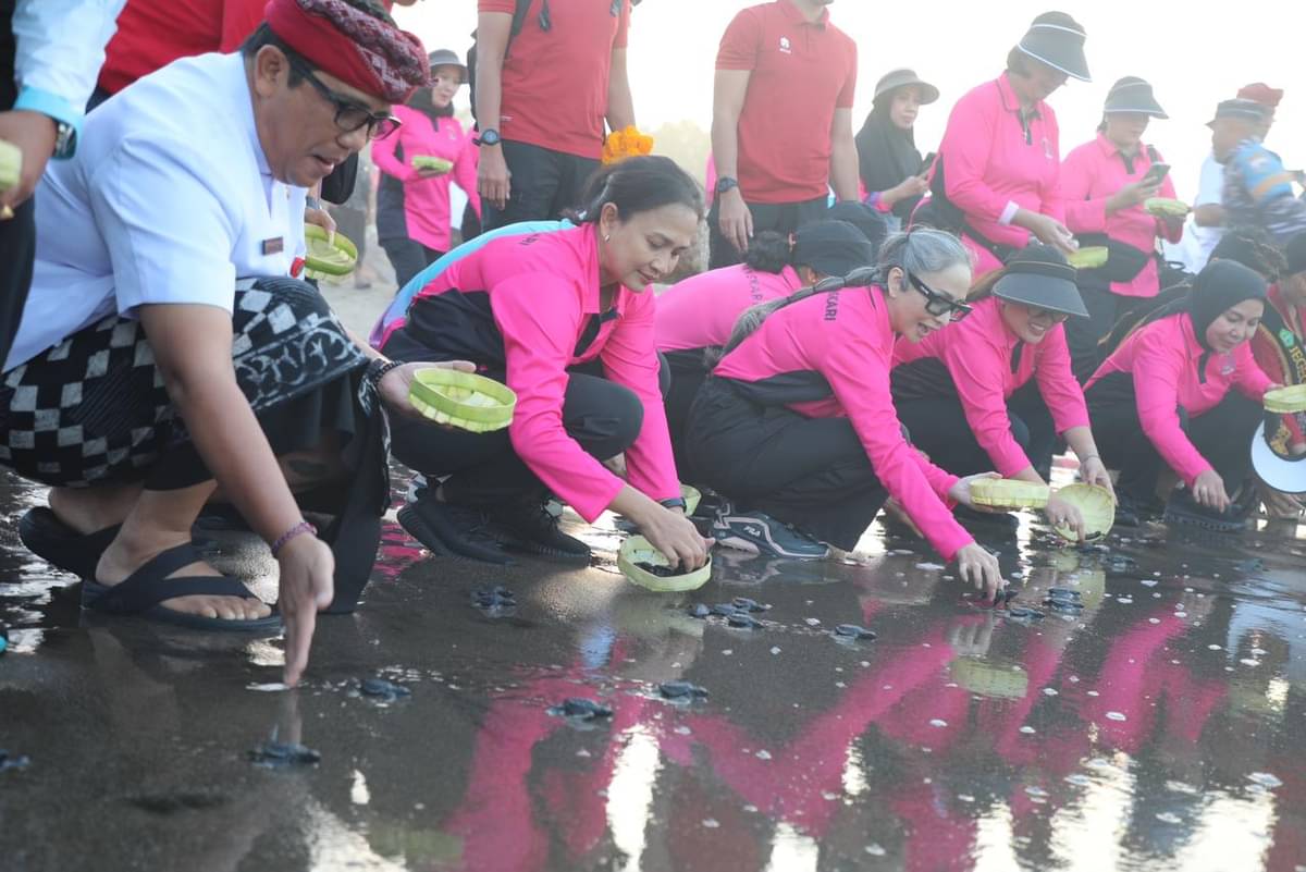 Pelepasan ratusan tukik di Tabanan, Bali dipimpin Ketua Umum Bhayangkara Indonesia, Kamis (7/9) sore.