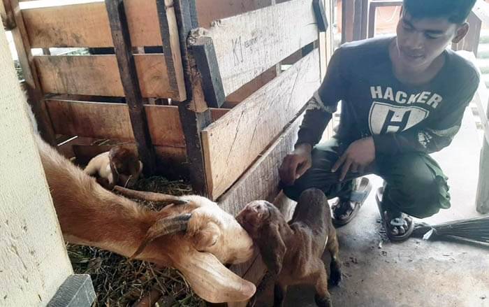 Teaching Factory (TeFa)  Jurusan Peternakan Polbangtan memanen anakan (cempe) kambing hasil program perkembangbiakan secara alami.  
