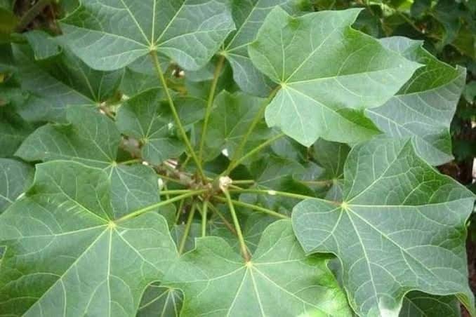 Manfaat daun jarak untuk kesehatan