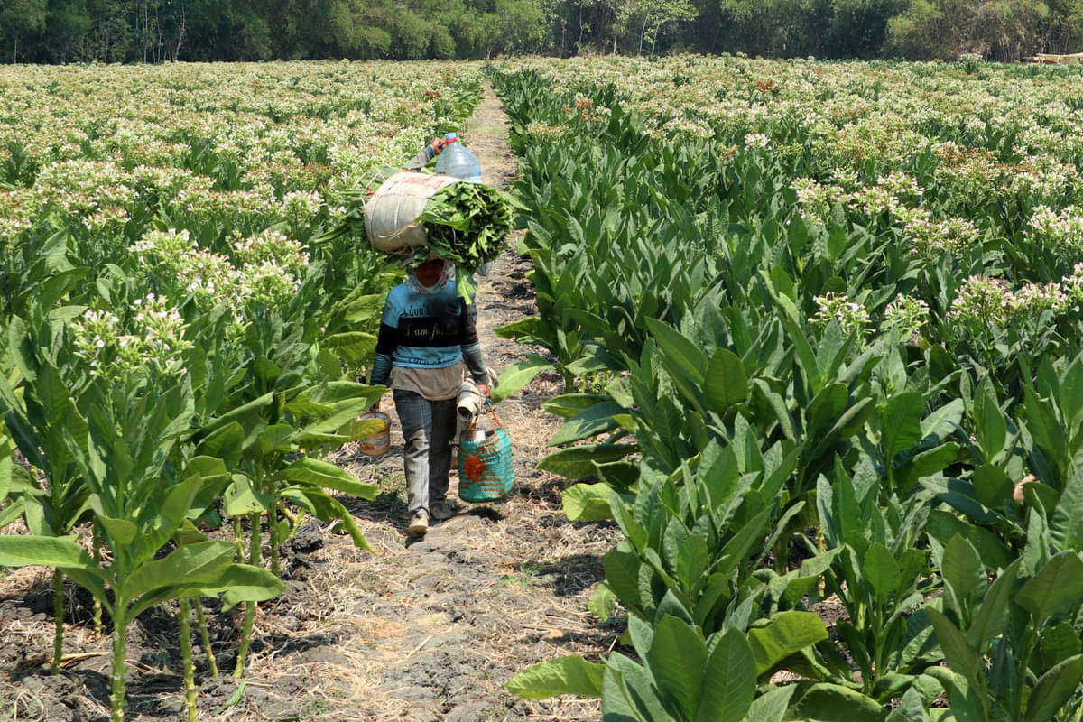 Petani panen tembakau
