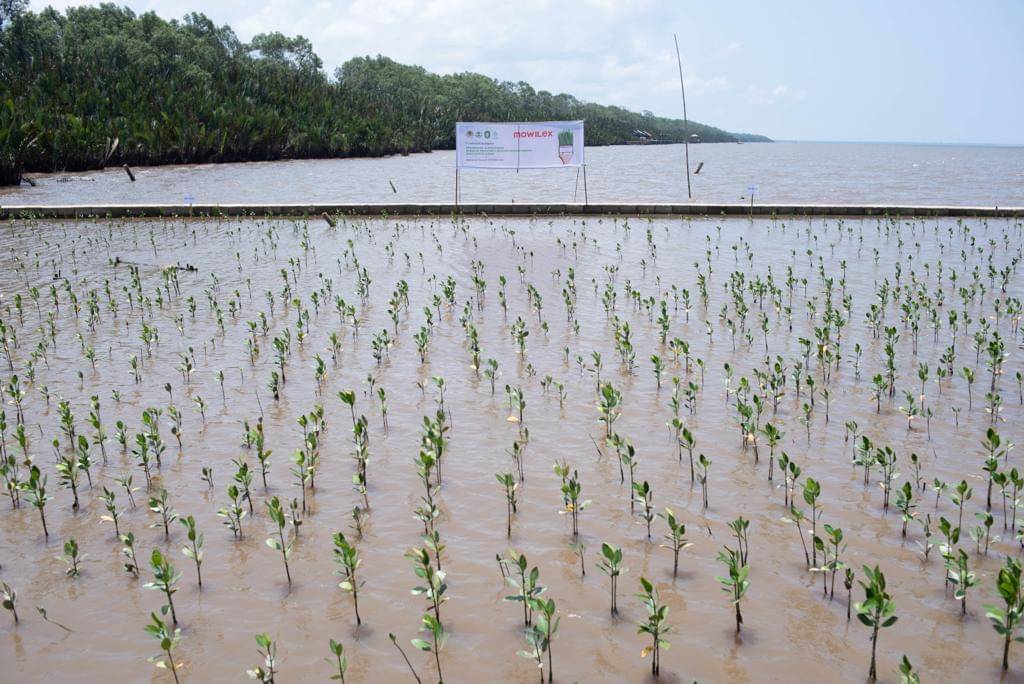 Mowilex Rampungkan Penanaman 50 Ribu Pohon Mangrove di Kalbar