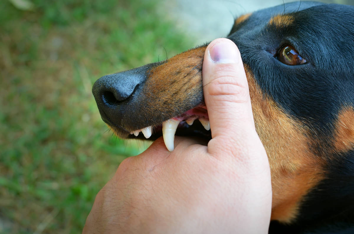 IIlutstrasi - Total korban meninggal akibat rabies di NTT sudah mencapai 9 orang.