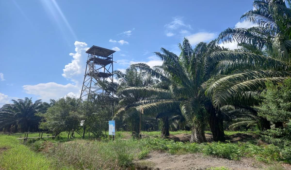 Perkebunan Kelapa Sawit