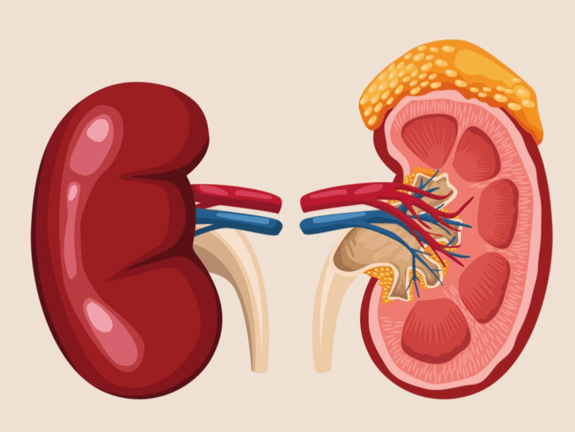 Ilustrasi ginjal.
