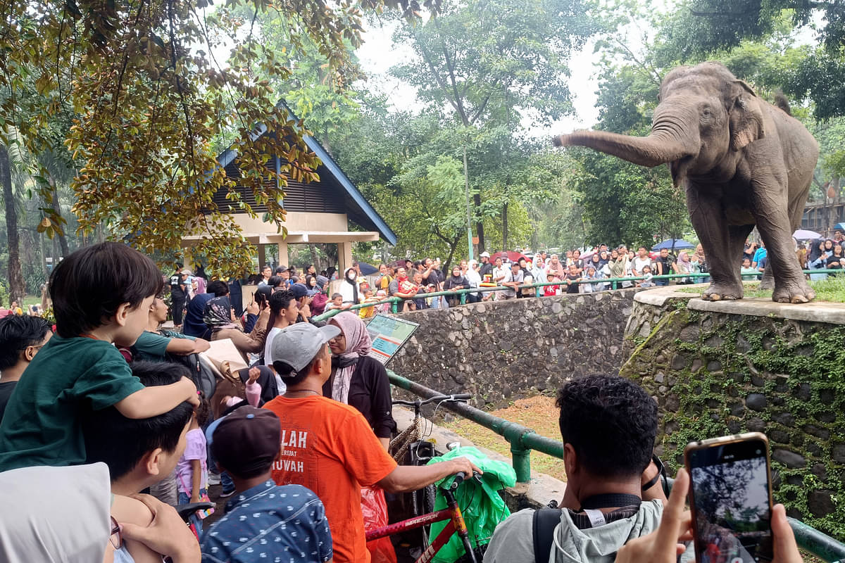 Pengunjung melihat satwa Gajah Sumatera saat mengunjungi Taman Margasatwa Ragunan, Jakarta, Senin (25/12).