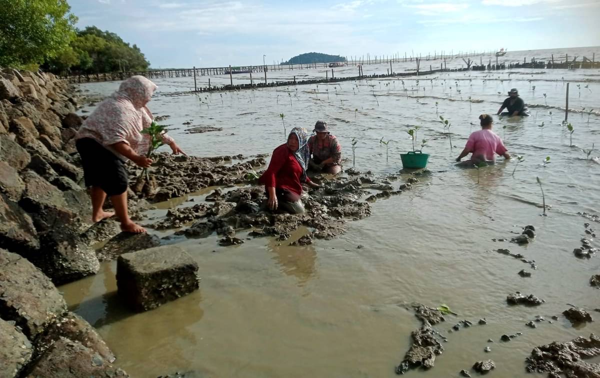 Masyarakat Mempawah melakukan penanaman mangrove di pantai.