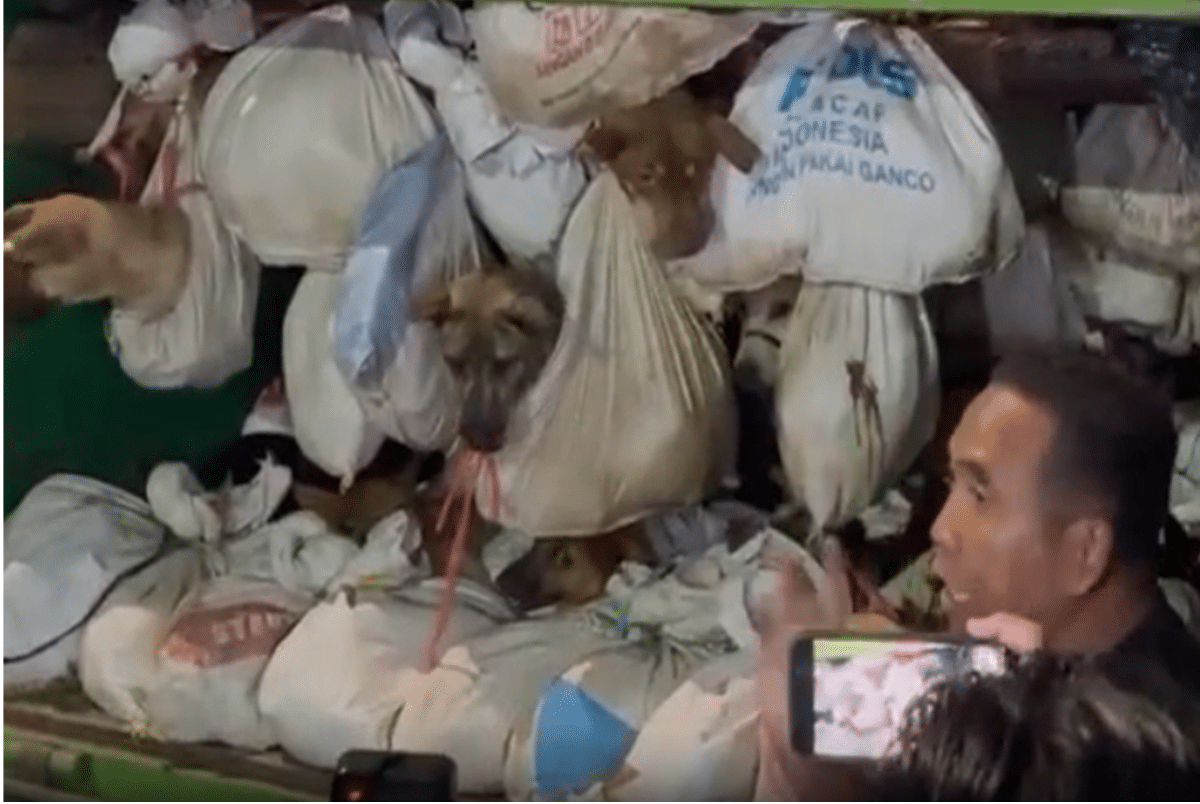 Sebuah truk yang mengangkut sebanyak 226 anjing berbagai jenis tanpa dokumen resmi diamankan di Semarang, Sabtu (6/1).
