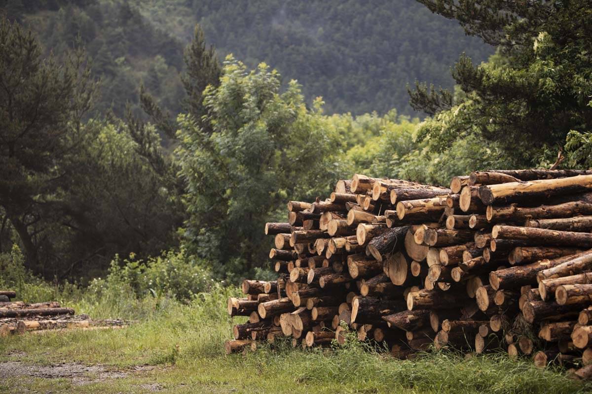 Ilustrasi - Pihak swasta berinisial J ditetapkan sebagai tersangka kasus illegal logging di Desa Tumbang Baloi,Kalimantan Tengah.