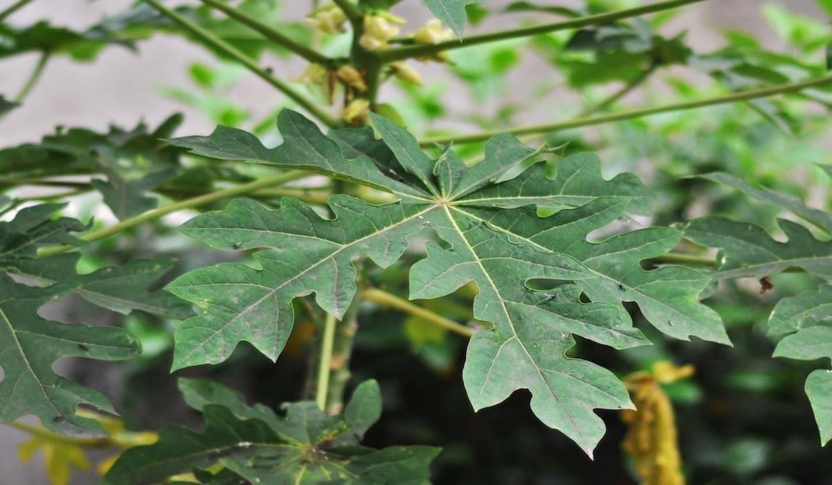 Manfaat daun pepaya