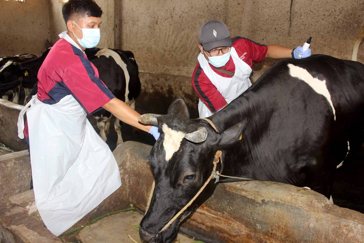 Petugas melakukan vaksinasi pada ternak sapi