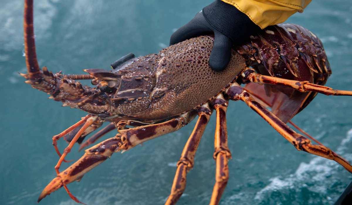 Kerja sama budidaya lobster