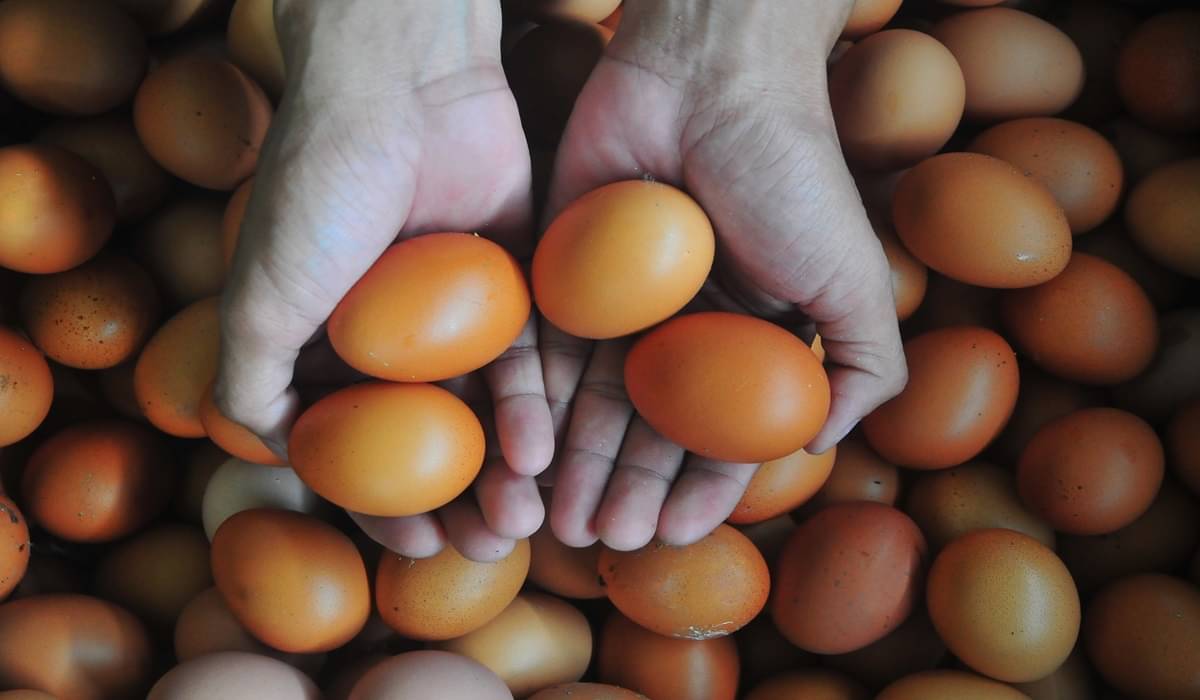  Peternak menunjukkan telur ayam ras di Desa Gribig, Gebog, Kudus, Jawa Tengah.