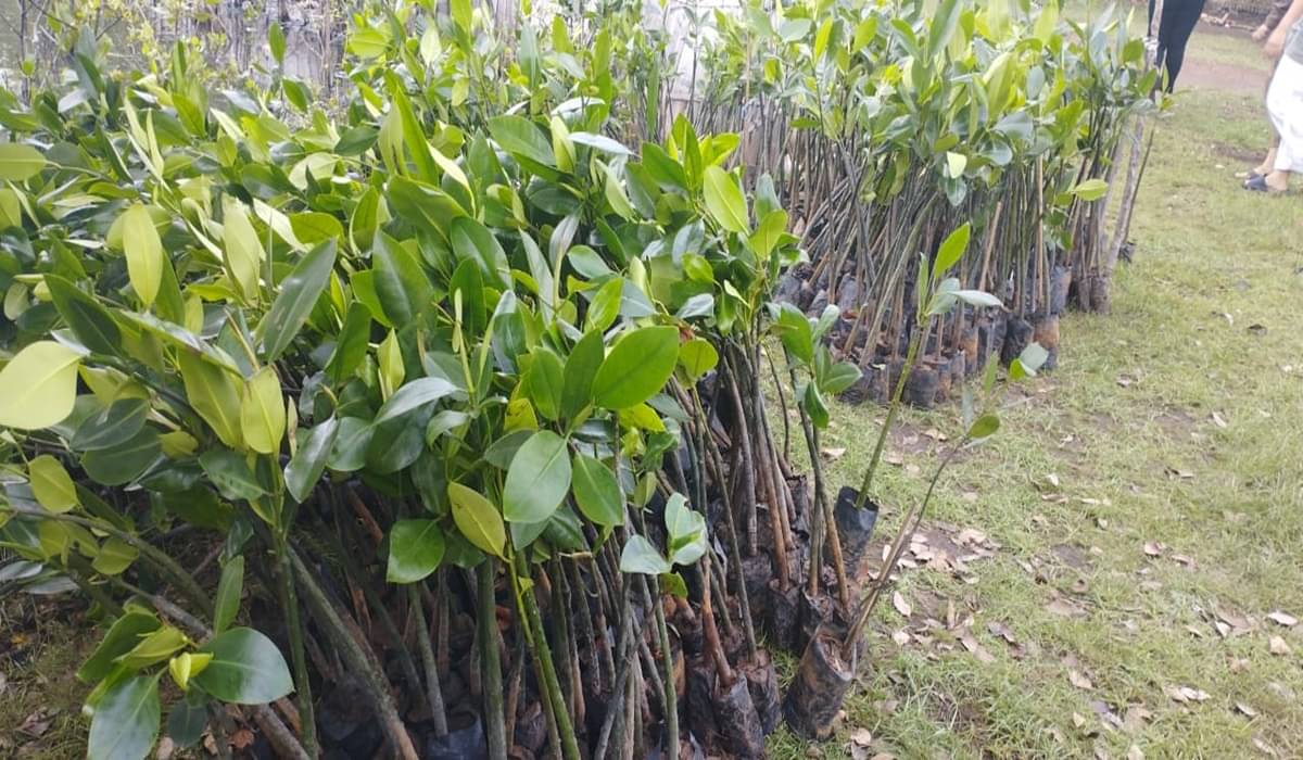 Bibit mangrove