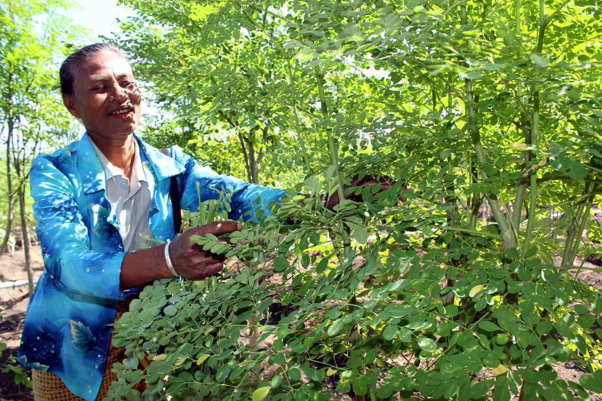 Kelor ( (Moringa oleifera Lam) bermanfaat dari daun sampai akar, berkhasiat untuk pengobatan penyakit dan nutrisi untuk pertumbuhan, sekaran