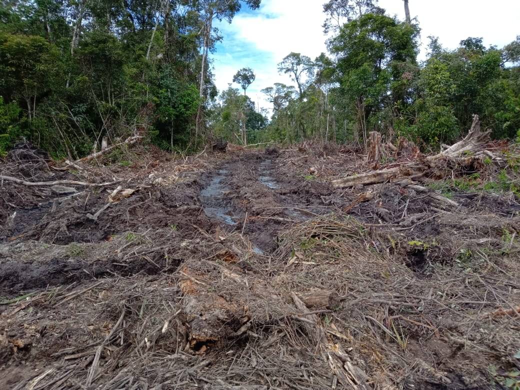 ilustrasi kerusakan hutan