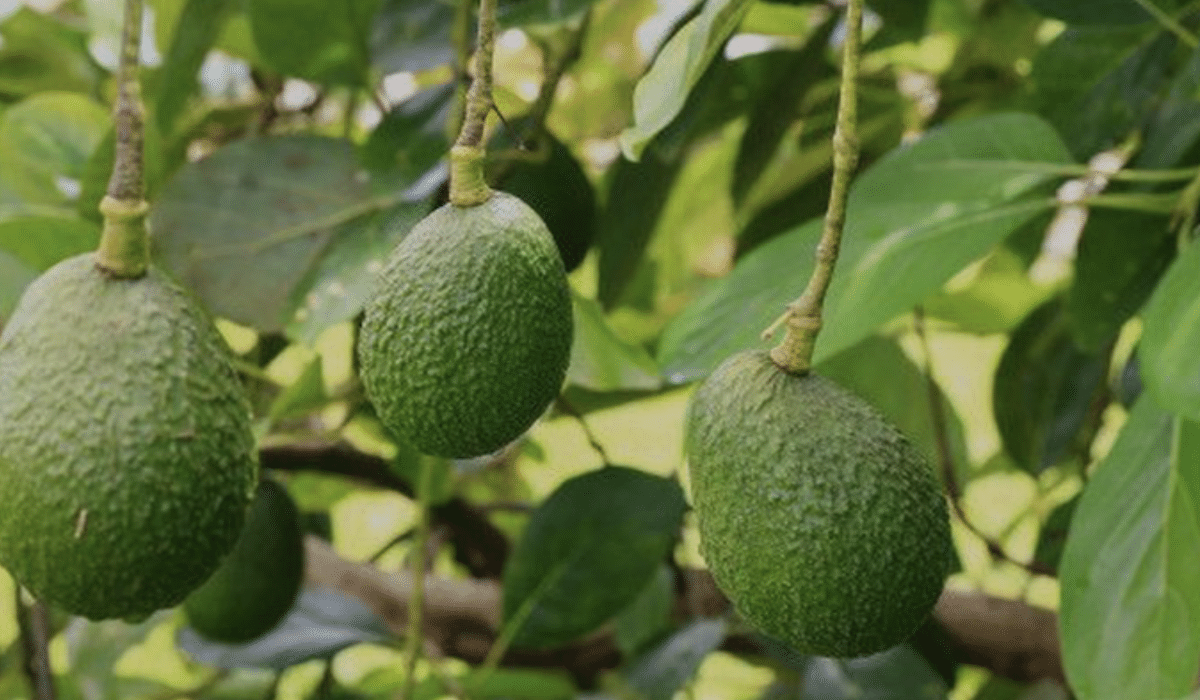 Manfaat daun alpukat bagi kesehatan