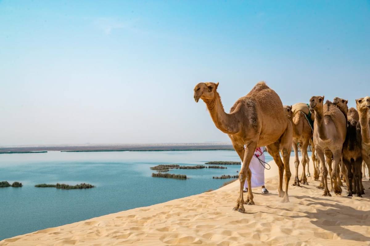 Perpaduan gurun pasir dan pantai di Arab Saudi. 