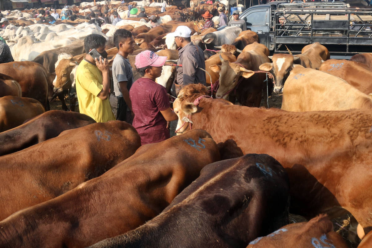 Pedagang menjajakan hewan untuk kurban