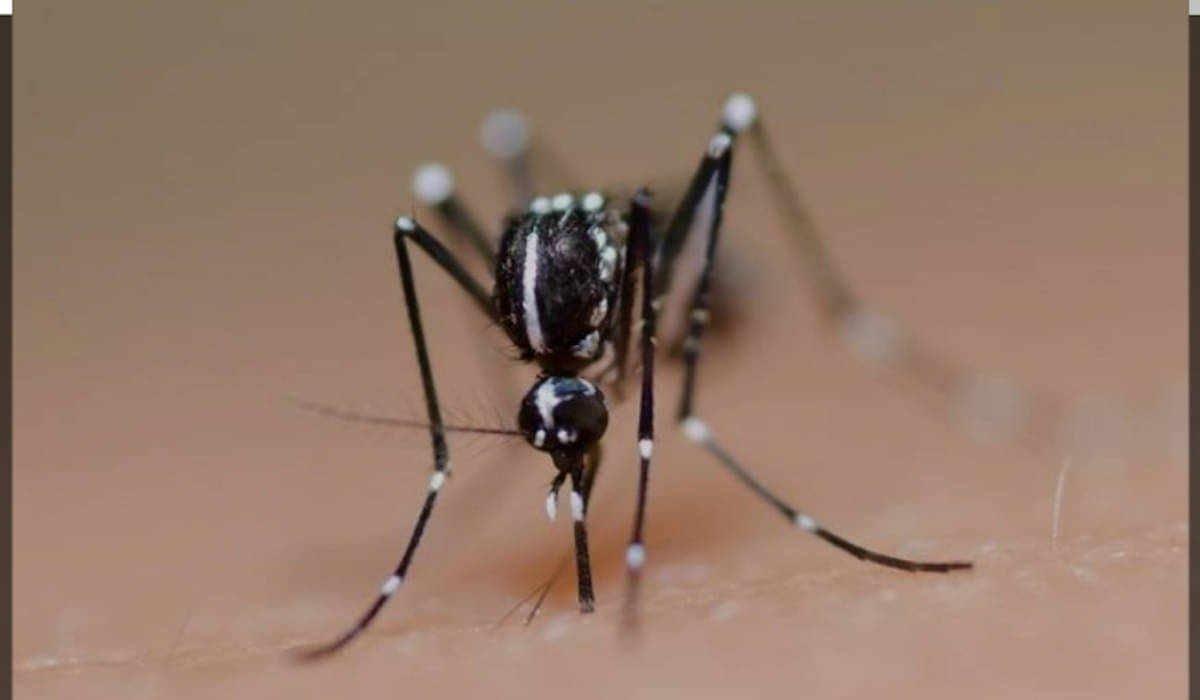 Tips menghindari gigitan nyamuk Aedes aegypti