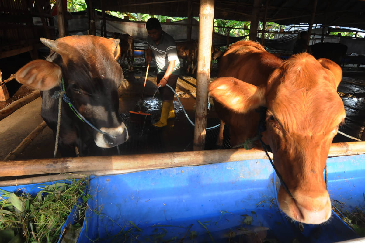 Warga membersihkan kotoran sapi di kandang kelompok peternak sapi JSN Cengkir Gading, Padokan, Sawahan, Ngemplak, Boyolali, Jawa Tengah, Sen
