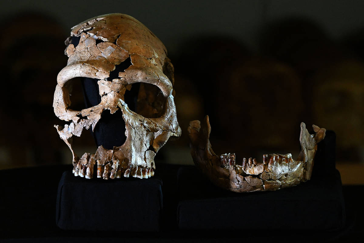 Tengkorak Neanderthal berjenis kelamin perempuan yang berusia 75 ribu tahun.