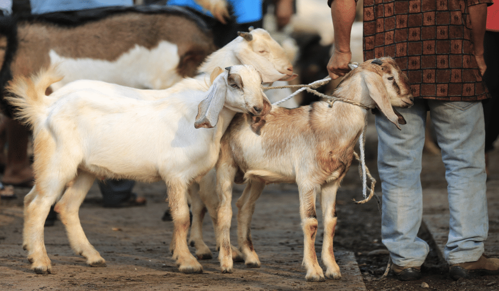 Apakah Kurban Wajib atau Sunnah