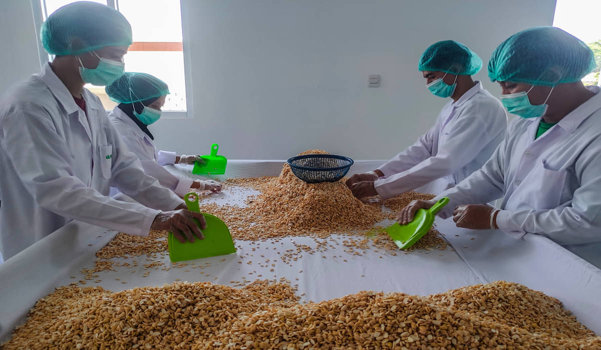 Proses pembuatan tempe makanan yang dipercayai sebagai superfood asli dari Indonesia