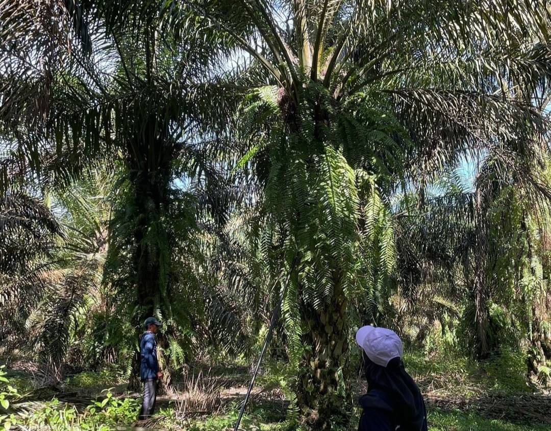 Pohon sawit di Desa Nusa Makmur, Kecamatan Air Kumbang, Kabupaten Banyuasin, Sumatra Selatan